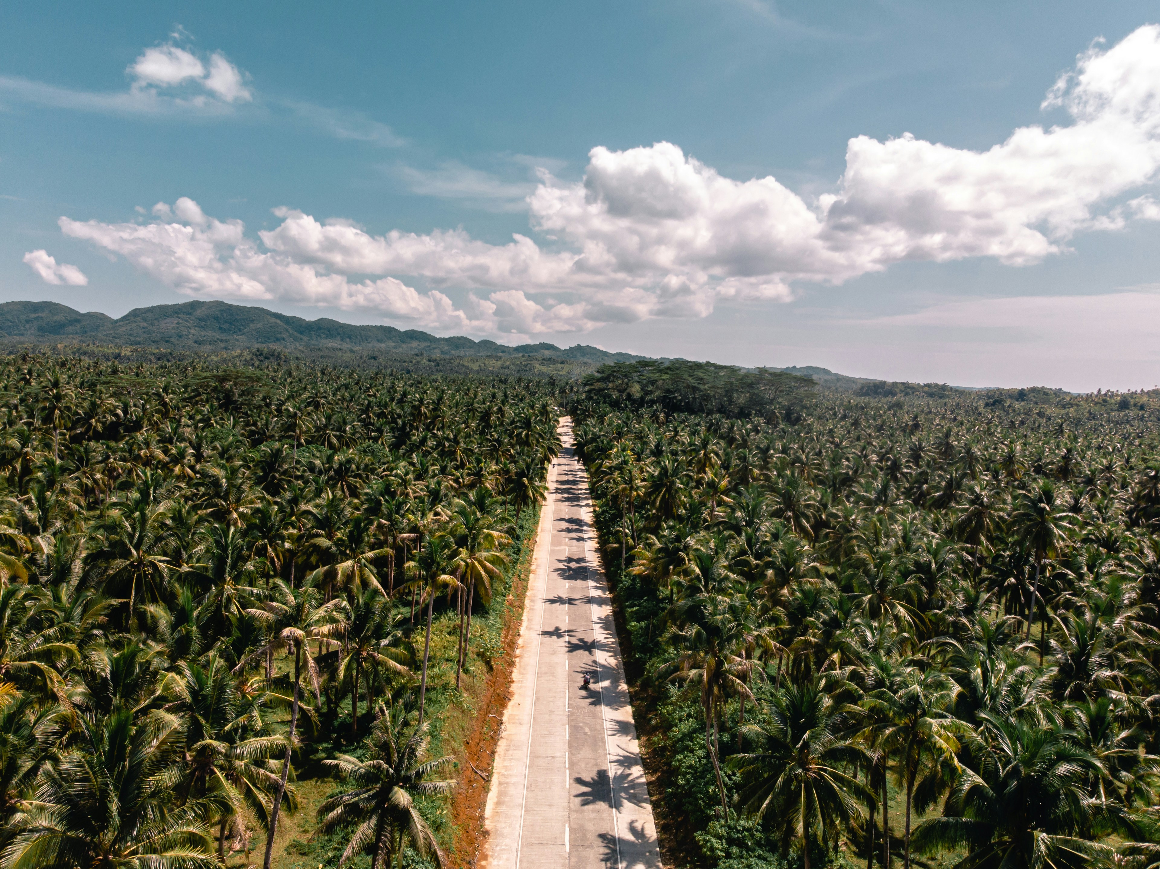 A palm-lined road through Siargao, from Morenta’s existing website